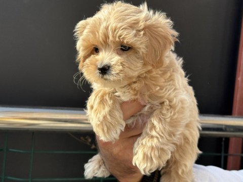 Petmode köpek çiftliğinde ziyarete açık maltipoo