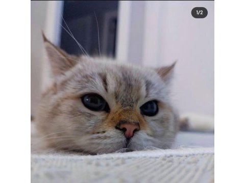 Full secere şampiyon atalar british shorthair