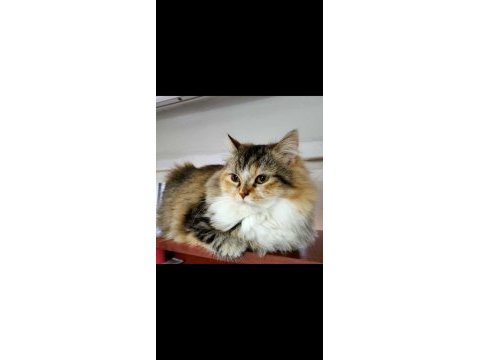 İki tane dişi british longhair cat