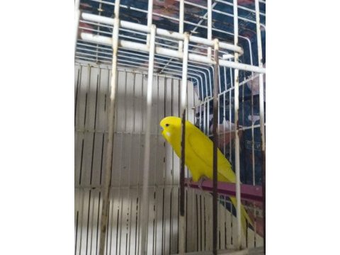 Muhabbet kuşu lutino