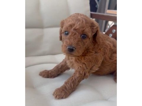 Toy poodle minik şekerler