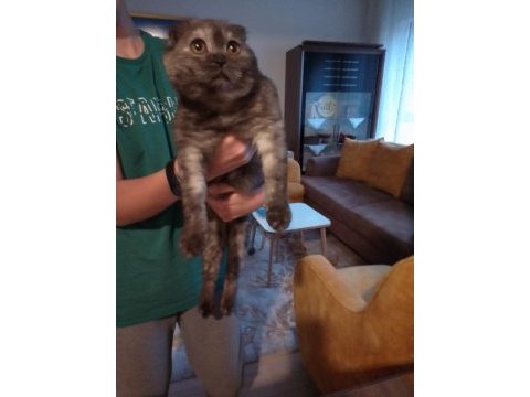 5 buçuk aylık dişi scottish fold