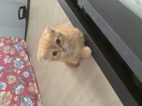 Anne baba orjınal british shorthair