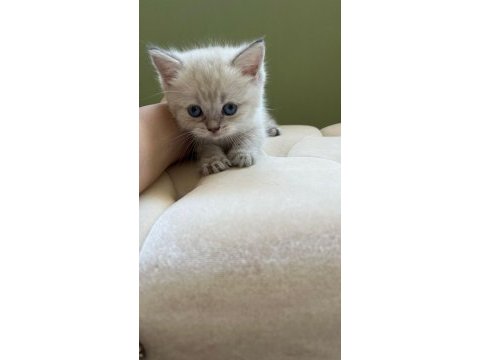 British shorthair silver cinsi dişi