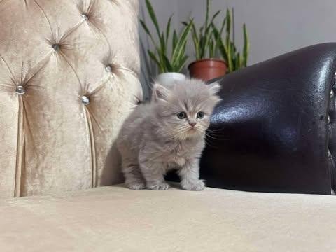 British longhair kedimiz