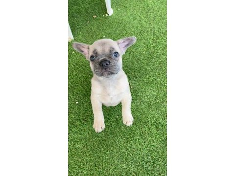 French bulldog