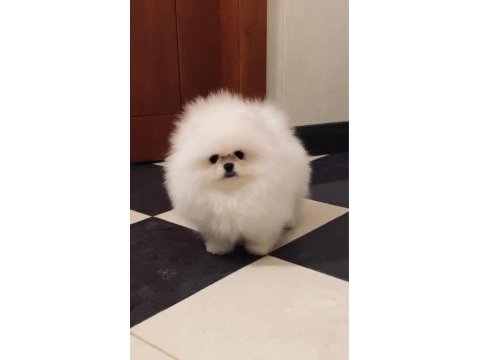 Ayı suratlı orijinal boo yavrular garantili taksitle