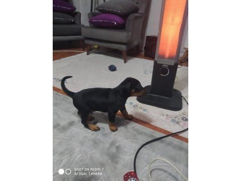 Yavrumuz sahiplendirilecek a kaliteli çok mükemmel korucu