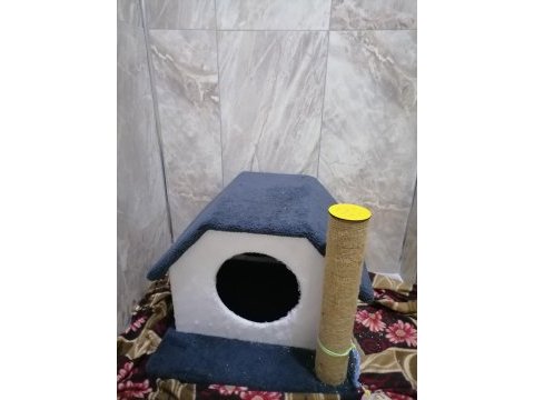 5 aylık british shorthair erkek