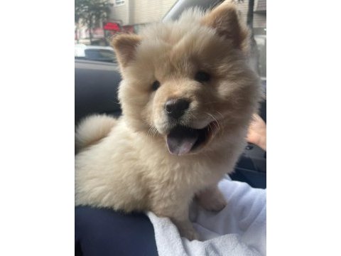 Aşıları tam safkan chow chow uygun
