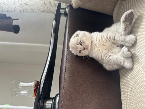 A kalite 2 aylık scottish fold yavrular