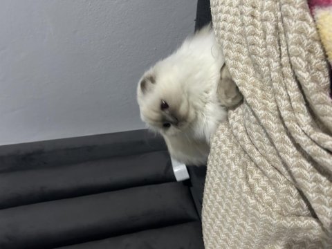 Scottish fold blue point longhair