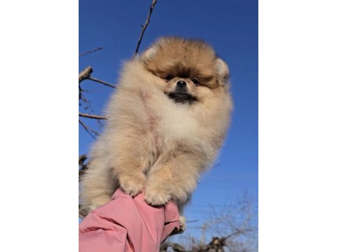 Pomeranian boo yavrularımız