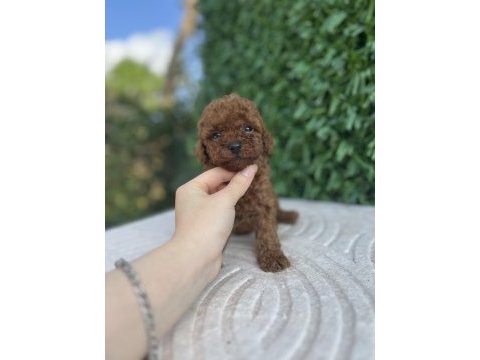 Toy poodle yavru köpeklerimiz