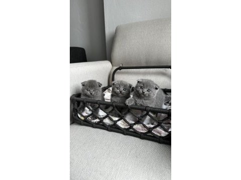 3 adet gri scottish fold yavrular