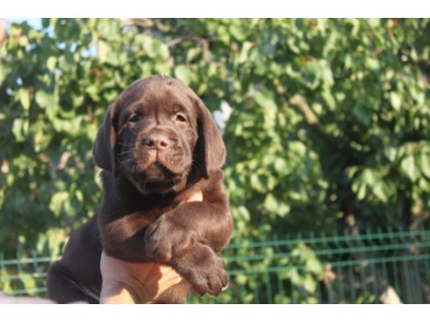 Türkiyenin en özel labrador yavruları 