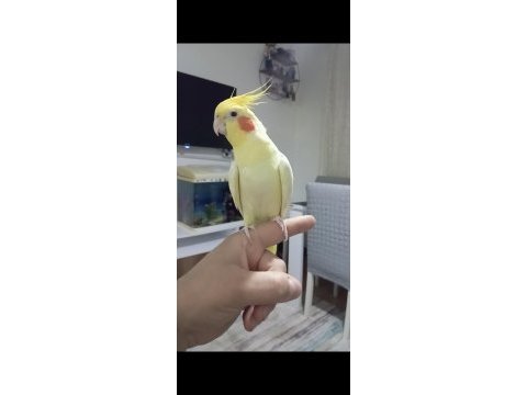Yetişkin erkek ele alışık melodik sultan papağanı