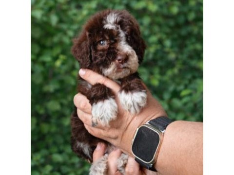 Çikolata poodle ve siyah inciler
