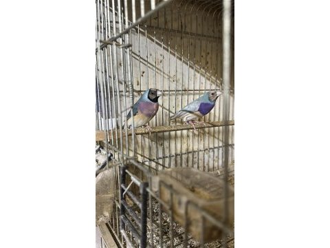 Goldian finch ve ispinoz türleri