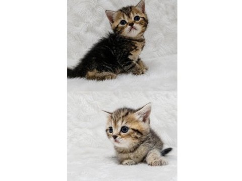 British golden tabby uygun puanlı