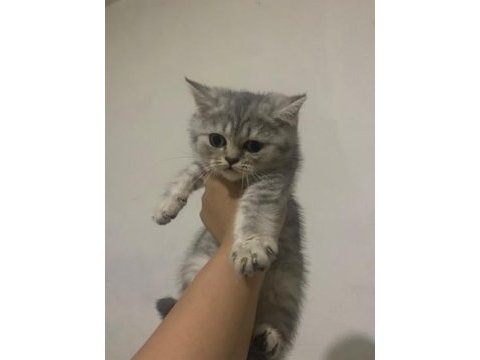 British shorthair yavru kedilerimiz