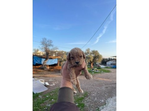 3 kg garantili maltipoo bebekler
