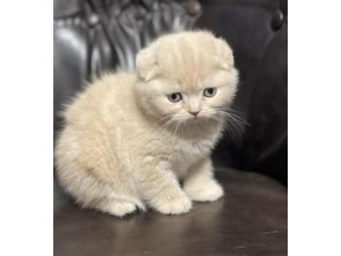 En uygun fiyat ve a+ kalite veteriner onaylı kedilerimiz