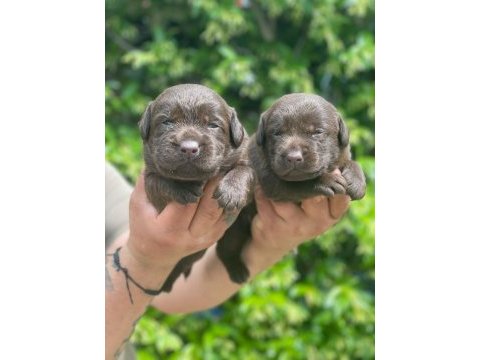 Labrador retriever yavrular