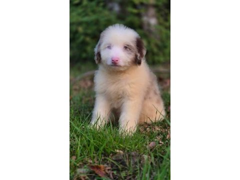 Blue merle ausiee doodle yavrumuz