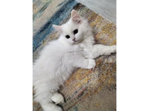 Erkek chinchilla hemen teslim