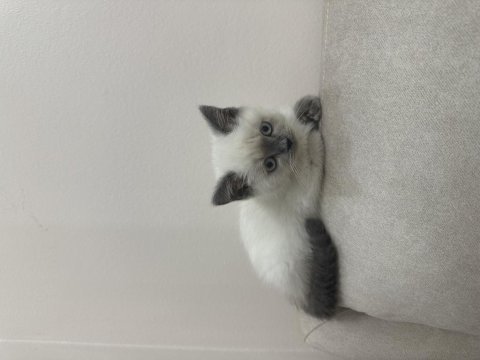 British shorthair blue point yavrular