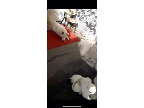 Ev doğumlu orjinal beyaz alman çoban köpeği yavrular