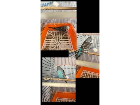 6 aylık show jumbo erkek çok uygundur