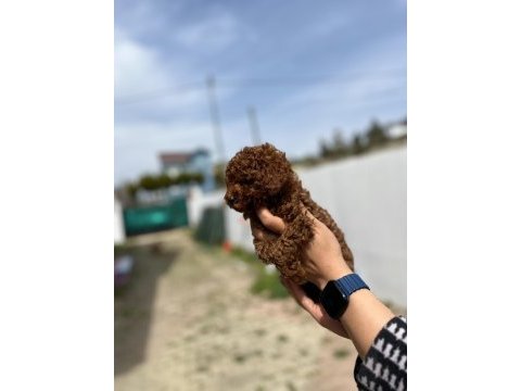 Kore ve toy poodle bebekler