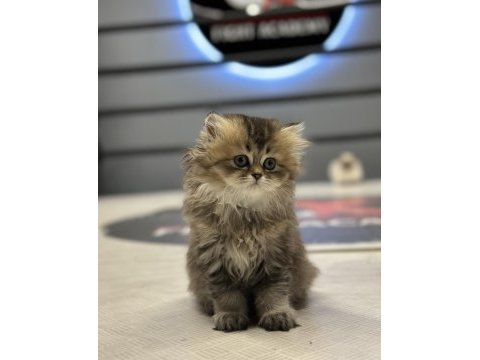 Baby face a kalite british longhair golden