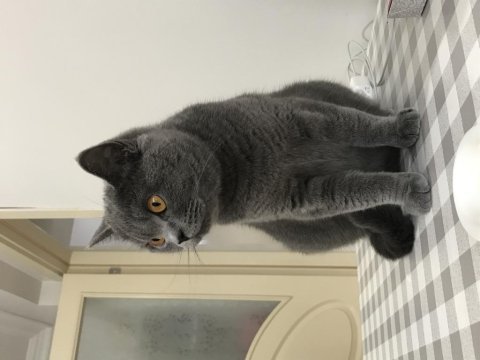 2 yaşında dişi british shorthair