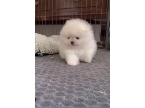 Ev ortamında büyüyen pomeranian yavruları