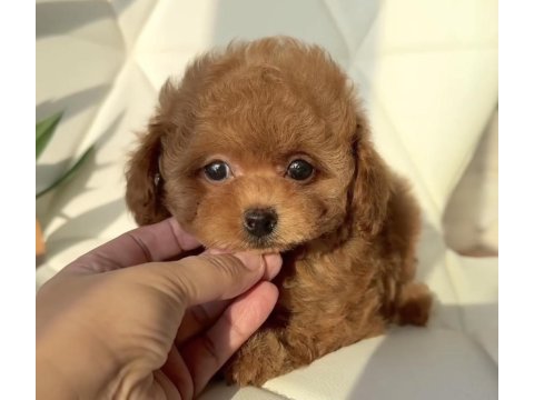 Özenle büyütülen toy poodle yavrular