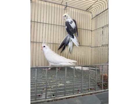 Albino erkek özel mutasyon wf dişi iki genç sultan