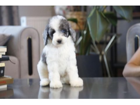 Mükemmel karakterleri ile labradoodle yavrularımız