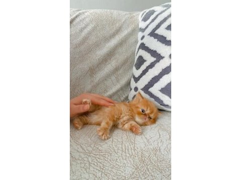 İran persian