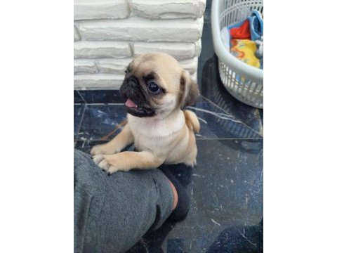 Pug bebeğim