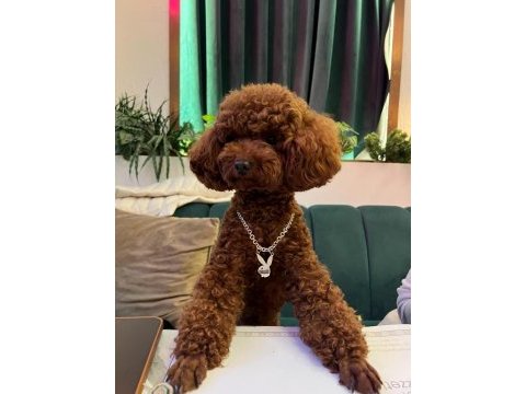Kore poodle bebekler