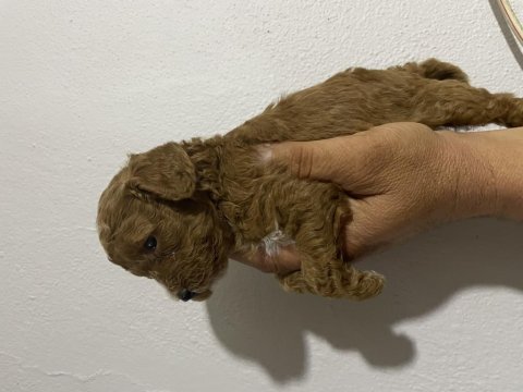 Orjinal toy poodle bebekler