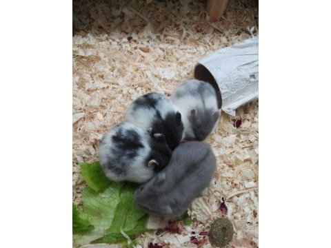 Her ırk yavru hamster ve malzemeleri adrese teslim vardır