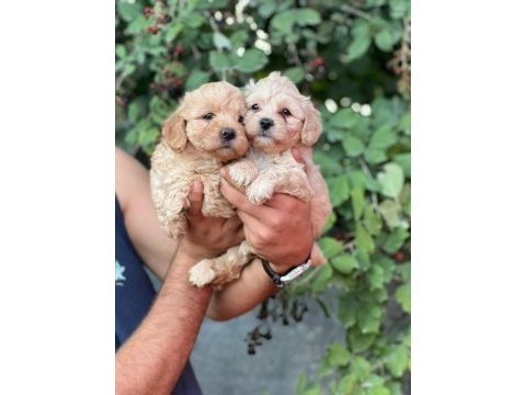 Maltipoo adrese teslim, kapıda ödeme yapabilirsiniz