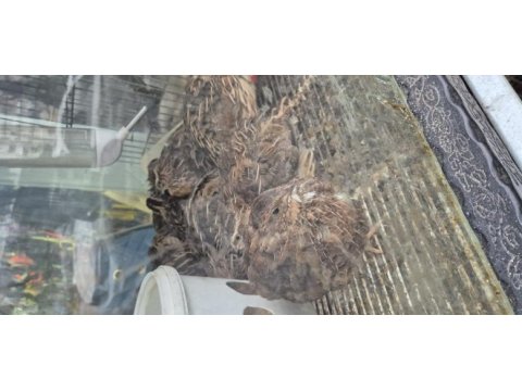 Zonguldak petshop bıldırcın