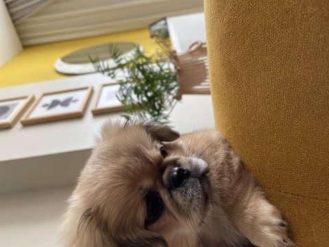 Pekinez köpek