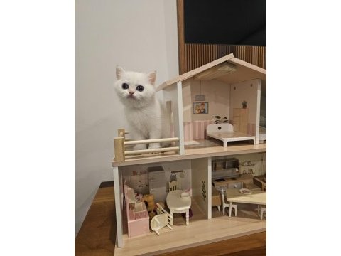 British shorthair ny12 33 dişi kedimiz
