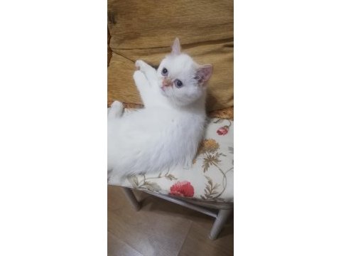 British shorthair red point 2 aylık